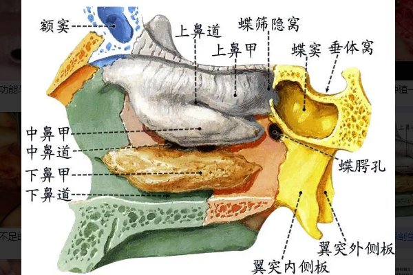 上颚怎么读