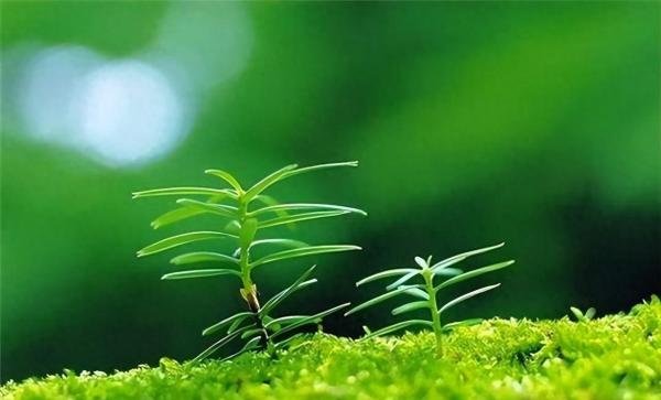 二十首关于春草的诗词，又是一年春草绿，春草绿时亦有诗