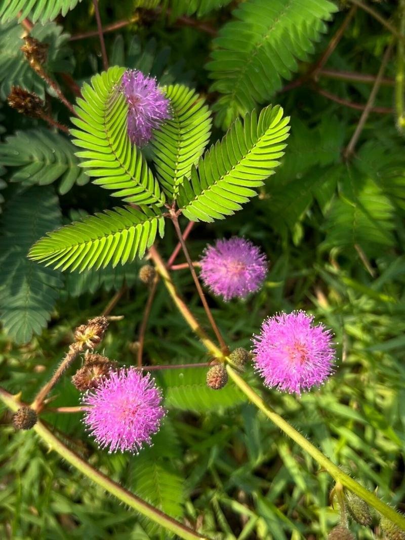 玫瑰小镇嫁接花一览表，玫瑰小镇的花