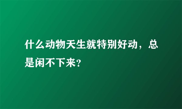 什么动物天生就特别好动,总是闲不下来?