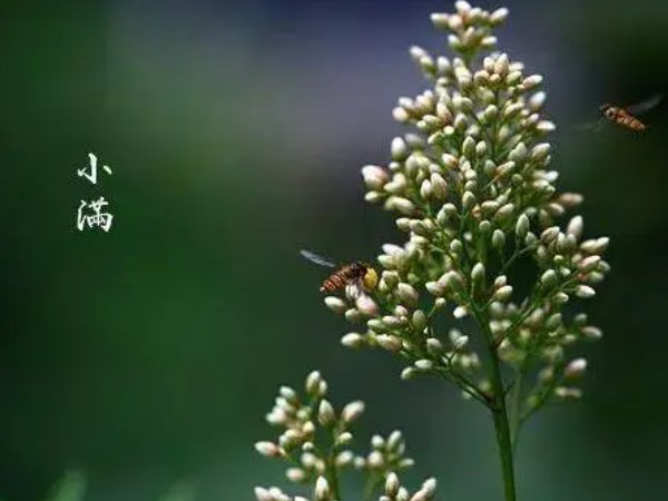 小满最美的十首诗词