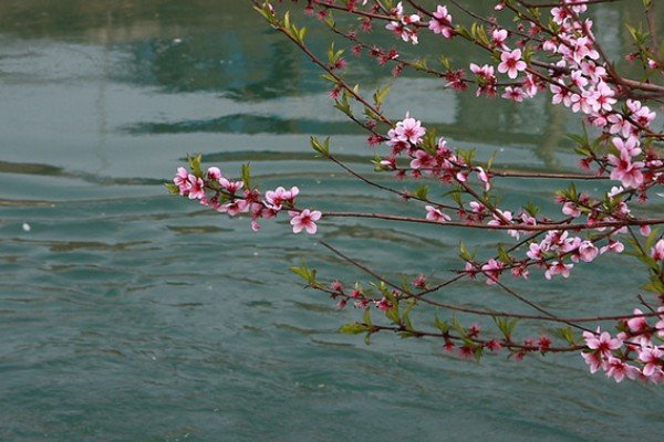 桃花流水是什么意思