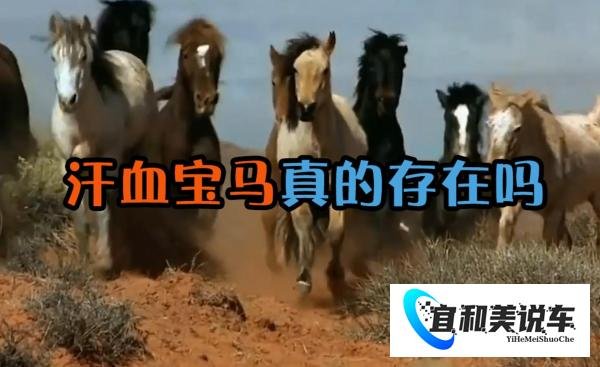电视里经常听说的汗血宝马，现实中真的存在吗？