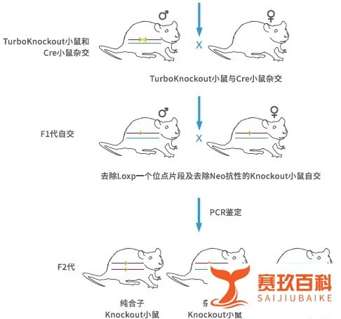 南大教授卖小鼠年赚近4亿！基因敲除小鼠一只竟值11723 元