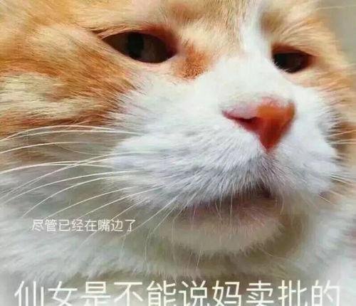 芝士雪豹的网络含义是什么-芝士雪豹背后的流行文化梗