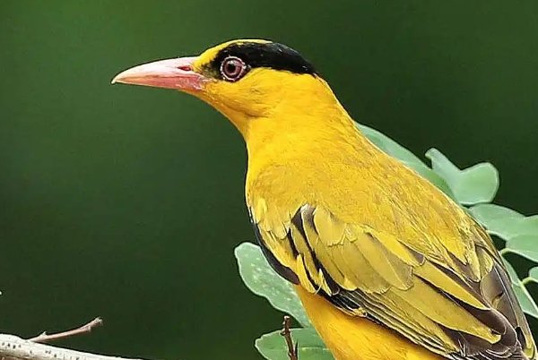 黄鹂的拼音