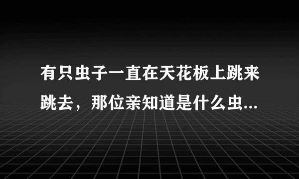 有只虫子一直在天花板上跳来跳去，那位亲知道是什么虫啊！！！！急求！！！