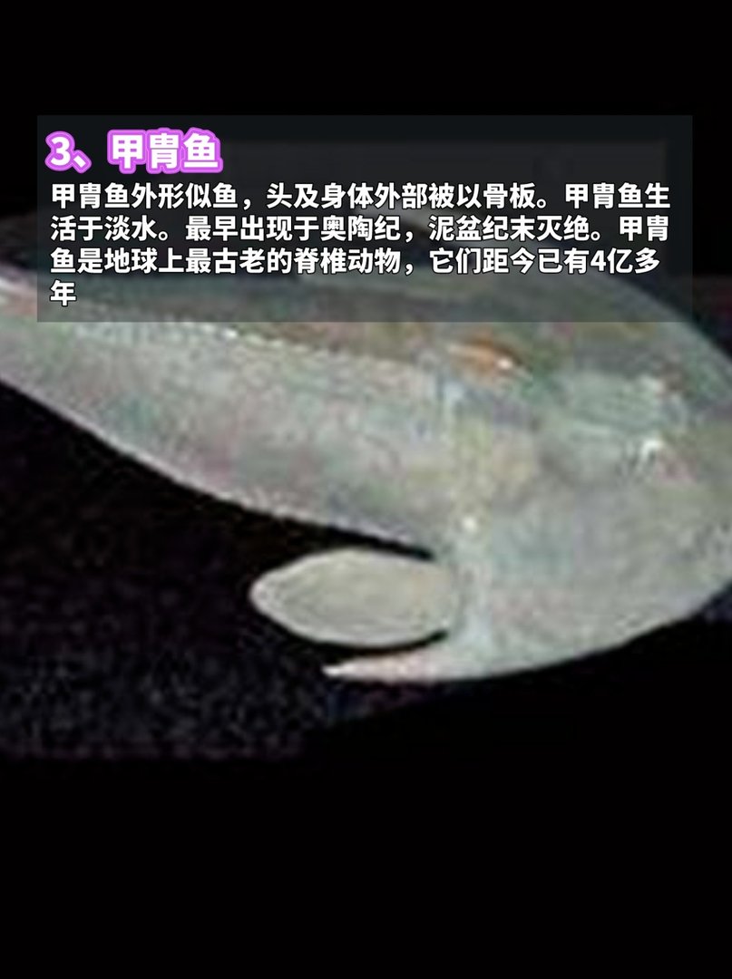 地球上最古老的7种动物,看完脊背发凉