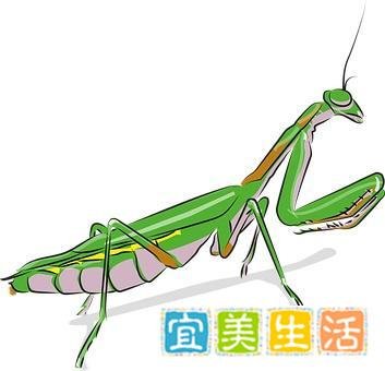 螳螂捕蝉，黄雀在后