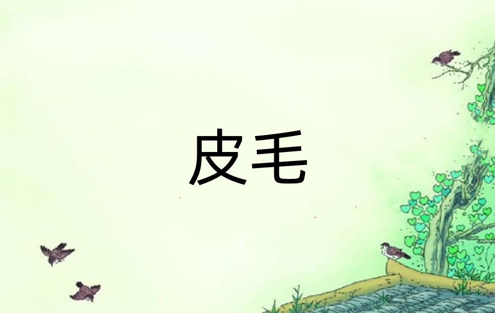皮毛是什么意思