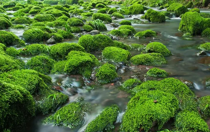 青苔的意思