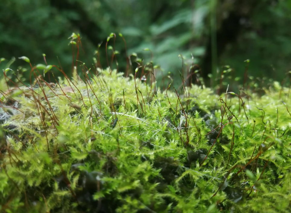 青苔的意思