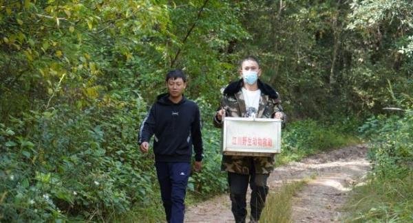 远观似黄鳝近看又像蛇!云南江川发现国家二级野生保护动物脆蛇蜥