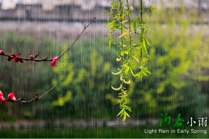 初春小雨古诗带拼音