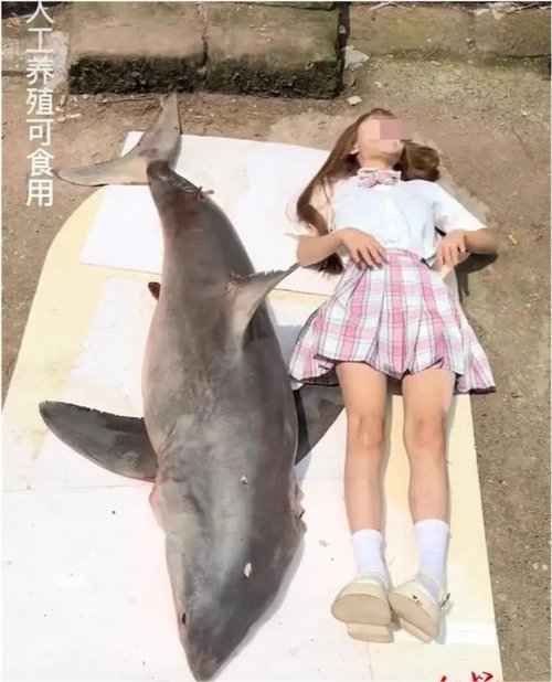 行为恶劣!吃大白鲨网红曾直播吃油炸娃娃鱼,究竟是无知还是愚蠢?