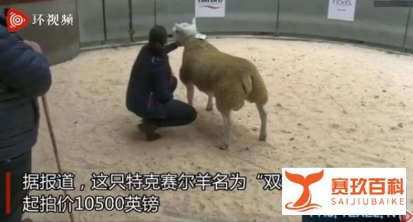世界上最贵的羊332万元成交!为肉脂绵羊名种,是杂交优良品种
