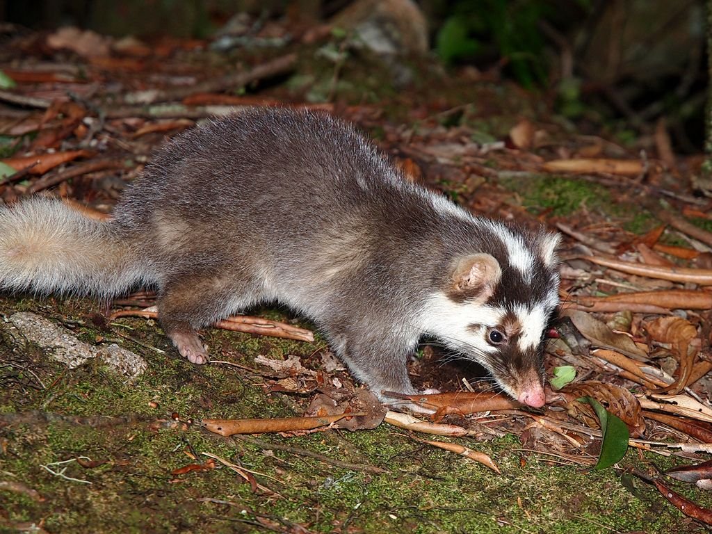怎样区分狼獾、猪獾、狗獾等各种獾类动物?