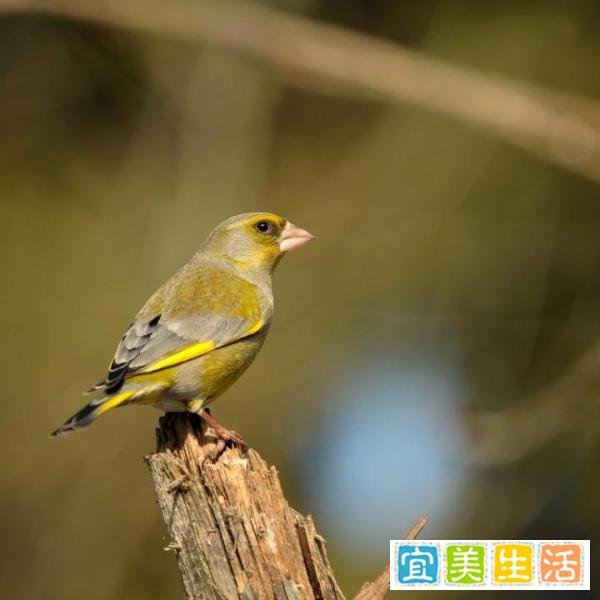 螳螂捕蝉,黄雀在后