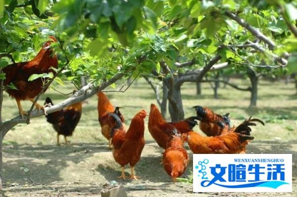 2020年农村养殖业无息贷款怎么办理?申请条件有哪些?