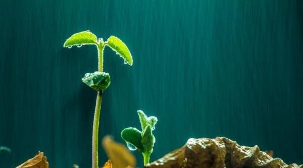 “谷雨”的是什么呢？原来这个节气和汉字有关……