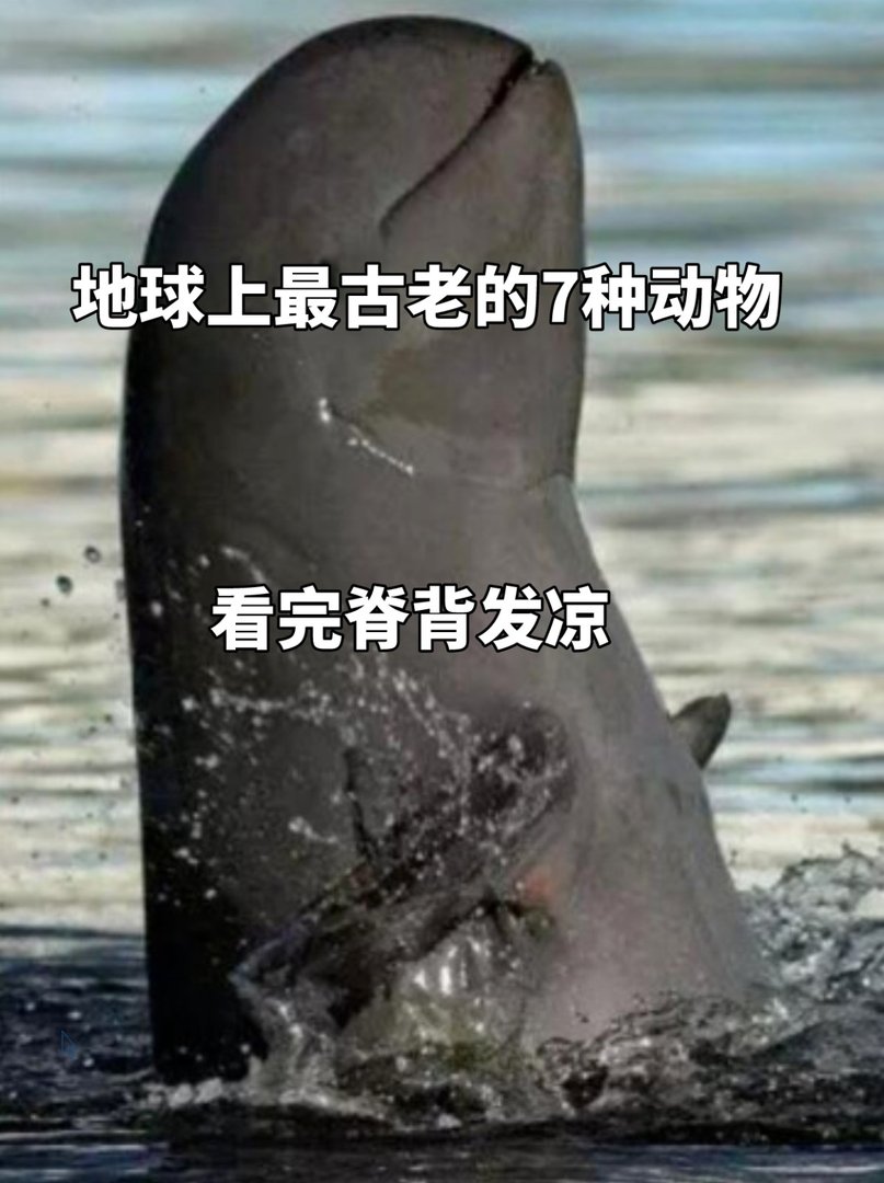 地球上最古老的7种动物，看完脊背发凉