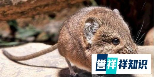 新型人畜共患发热性传染病—狼牙病毒(Langya henipavirus,LayV)