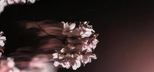 “樱花”可不是“cherry flower”!