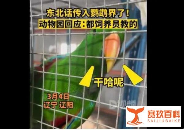东北话传入鹦鹉界！辽宁一动物园鹦鹉满嘴东北味迅速成网红!
