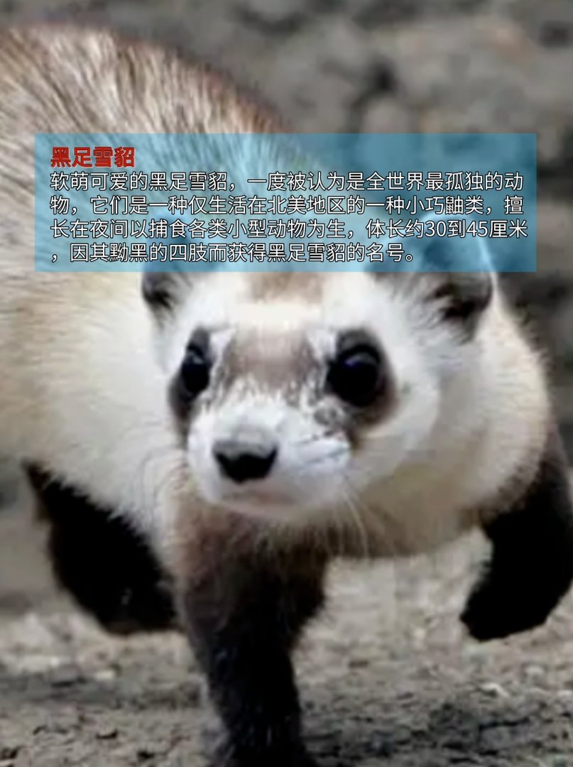 第一名已经名存实亡,最稀有动物排行榜