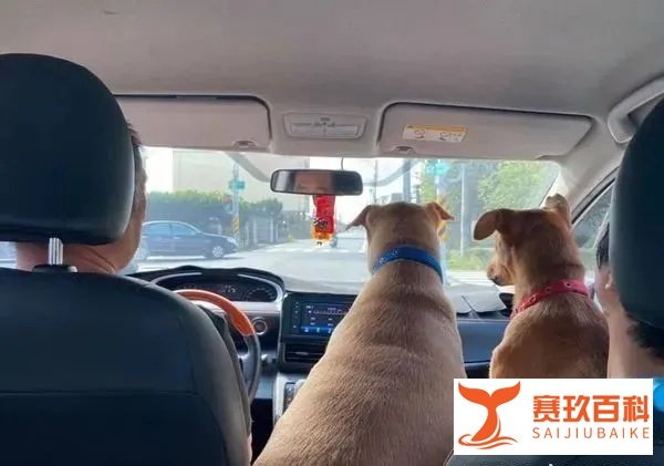 狗狗姐妹抢坐奶奶腿上，巨大瓦斯桶，挤3层肉卡中间：还有我