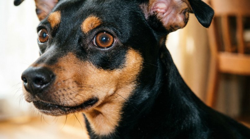 什么品种的鹿犬最聪明