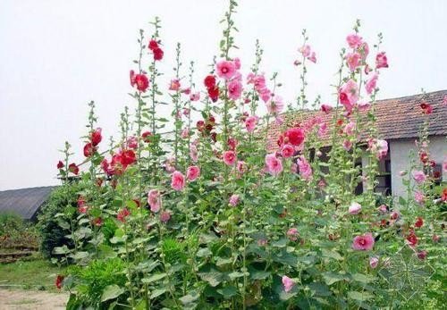 一丈红是什么花