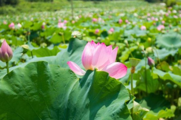 “清水出芙蓉,天然去雕饰”是什么意思?