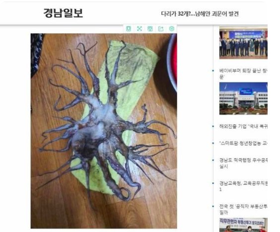 韩国渔民在哪里发现32条腿章鱼？