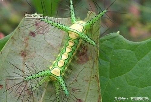 八角丁是什么？