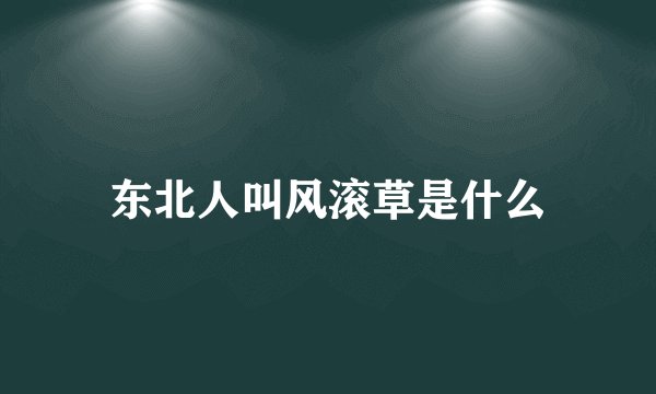 东北人叫风滚草是什么