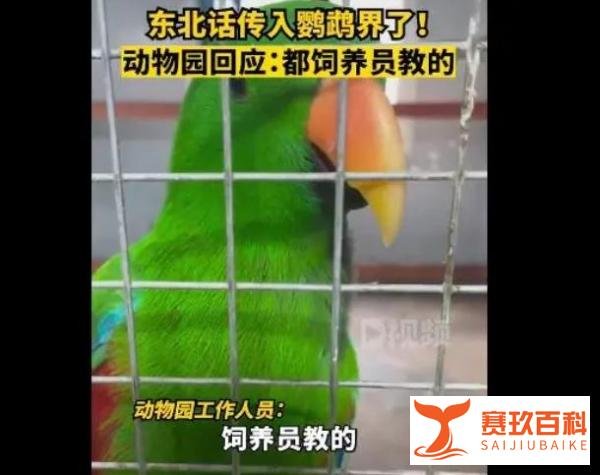东北话传入鹦鹉界！辽宁一动物园鹦鹉满嘴东北味迅速成网红!