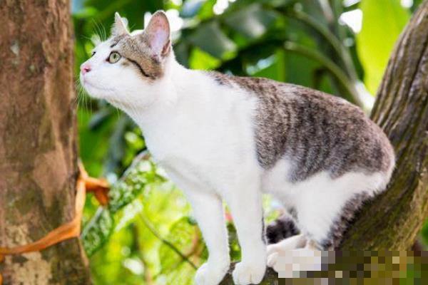 野猫该怎么驯养？