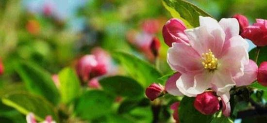 海棠花为什么又叫“断肠花”?有毒么?