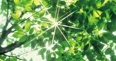 如何正确区分真光合作用速率和净光合作用速率