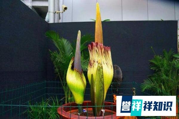 《鬼吹灯》中的尸香魔芋到底是什么植物?