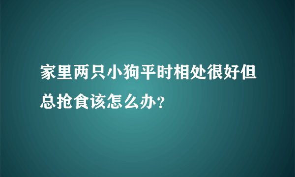 家里两只小狗平时相处很好但总抢食该怎么办？