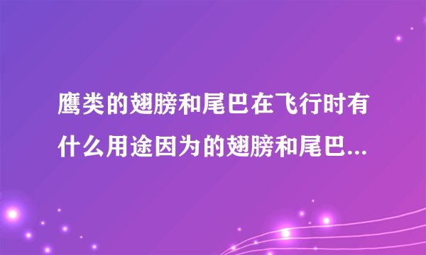 鹰类的翅膀和尾巴在飞行时有什么用途因为的翅膀和尾巴在飞行时有什么用途？