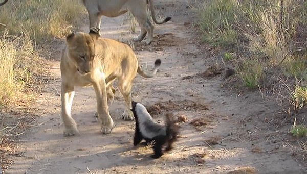 怎样区分狼獾、猪獾、狗獾等各种獾类动物？