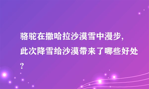 骆驼在撒哈拉沙漠雪中漫步,此次降雪给沙漠带来了哪些好处?