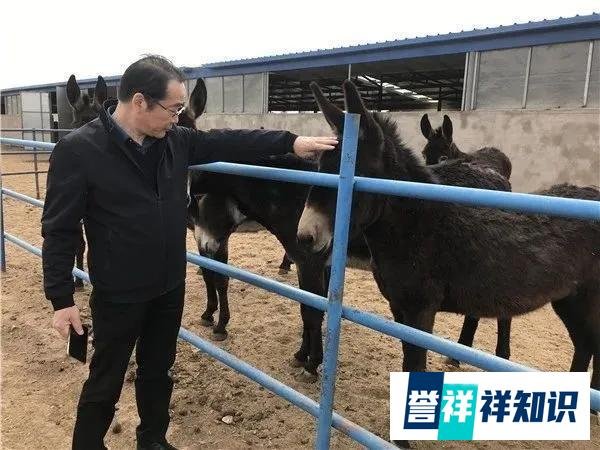 最基本养驴的4点技术丨养驴学堂