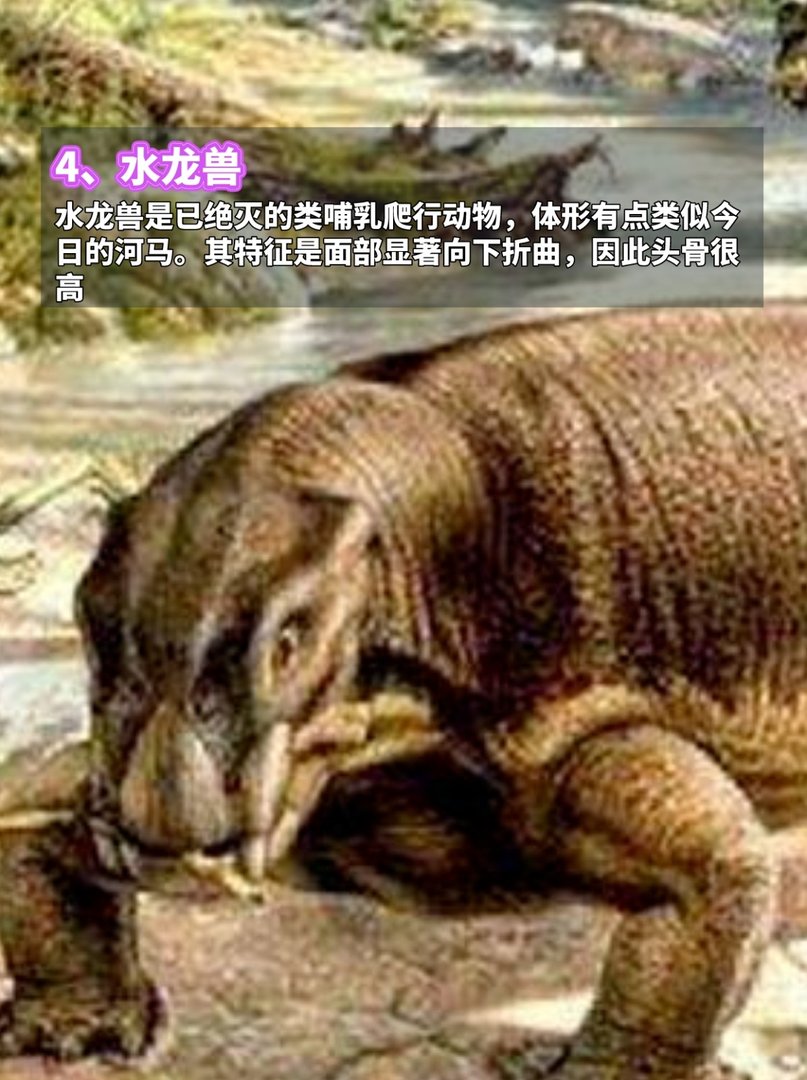 地球上最古老的7种动物,看完脊背发凉