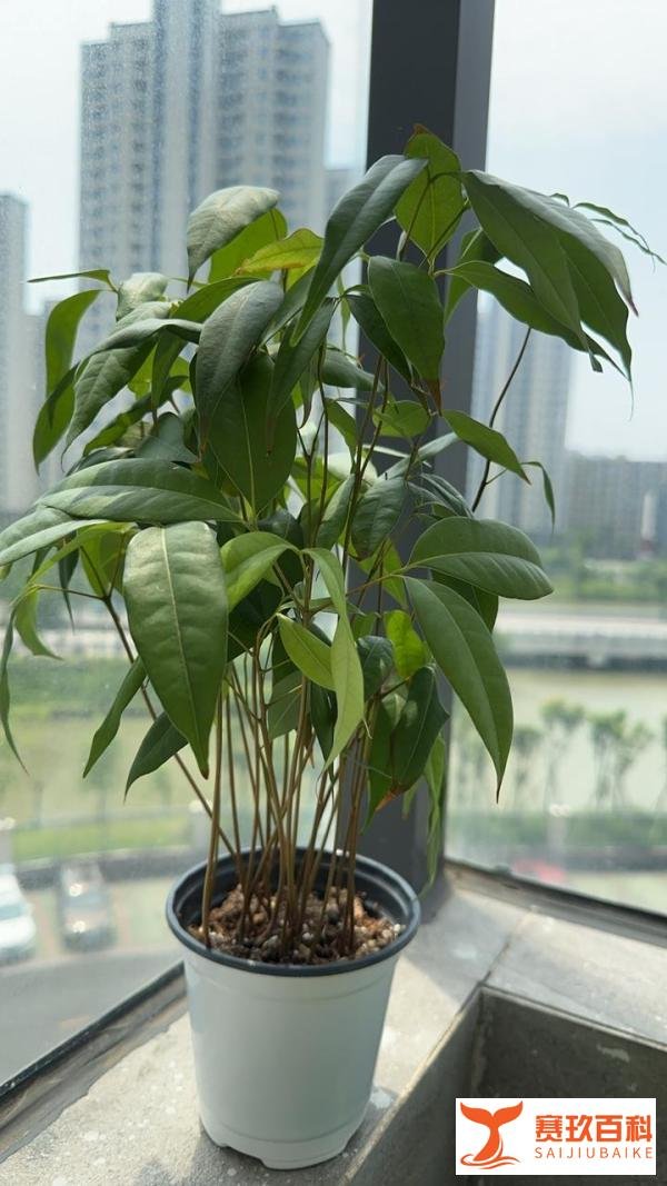 什么叫幻化啊？