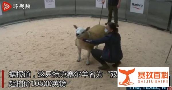 世界上最贵的羊332万元成交！为肉脂绵羊名种，是杂交优良品种