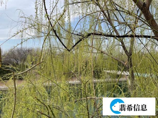 感时花溅泪